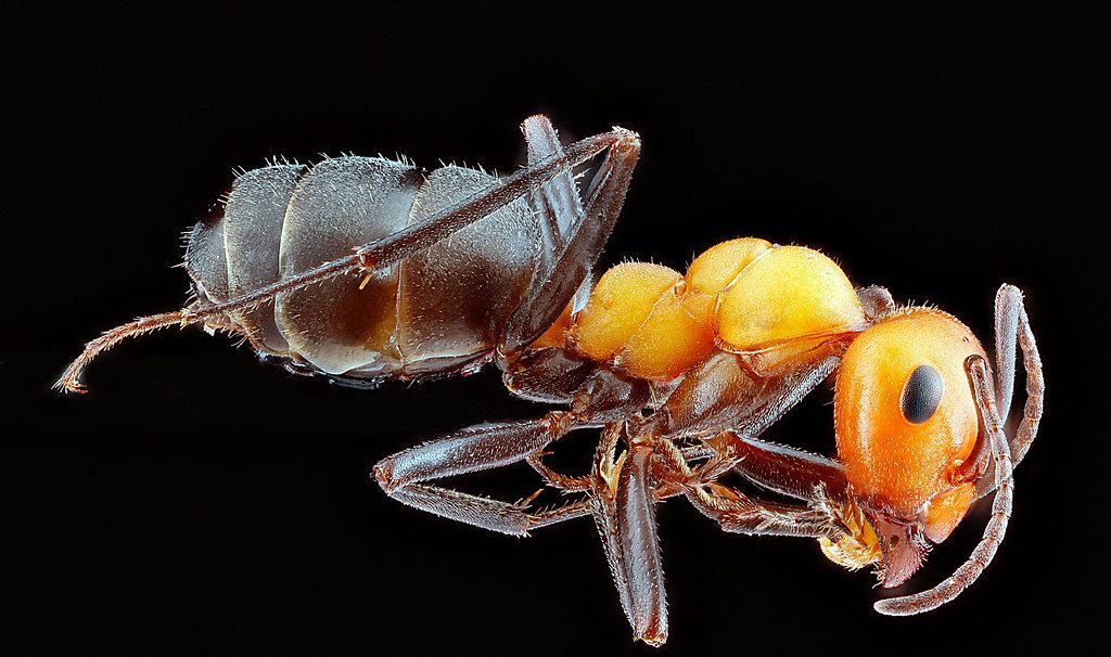 Ant Control service in Anderson, IN