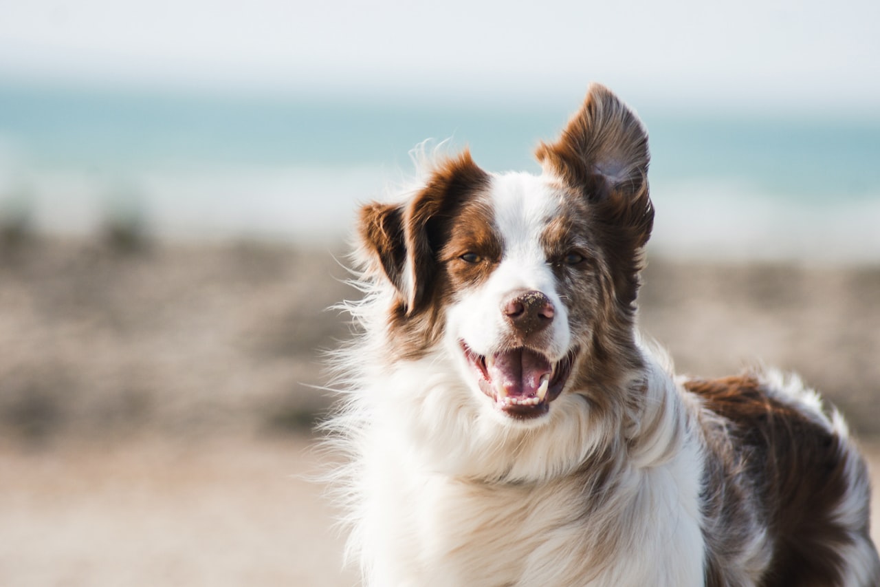 Flea & Tick Control service in Anderson, IN