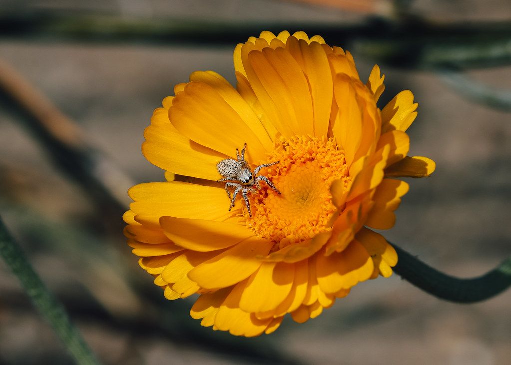 Spider Control service in Anderson, IN